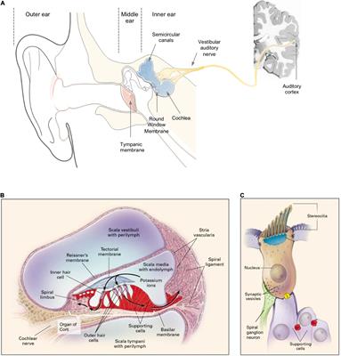 Inner Ear Drug Delivery for Sensorineural Hearing Loss: Current Challenges and Opportunities